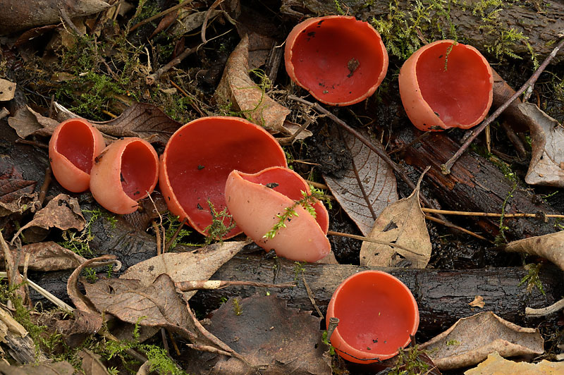 Sarcoscypha austriaca